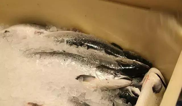 大西洋鲑鱼和挪威三文鱼的区别,我们吃的三文鱼怎么来的