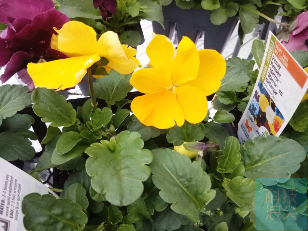 小米平板3000-4000,小米平板3千左右