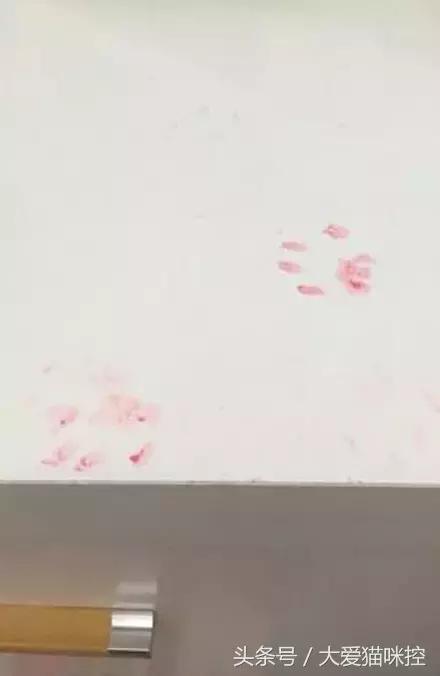 主人起床后发现脸上全是印泥，调查后发现，凶手是它