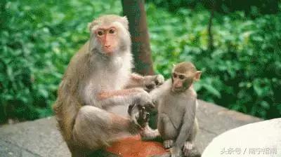 龙虎山最近发生了什么事件,广西南宁龙虎山事件真相视频