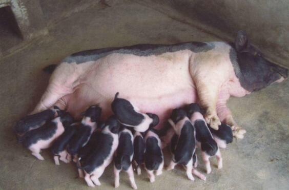 后备母猪怎么能得子宫炎,治疗母猪子宫炎清洗用什么药