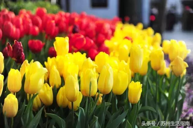 苏州5月展会,苏州四月有什么展览