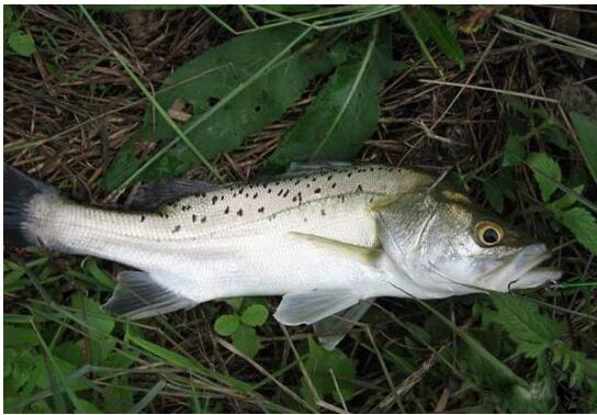 四海大讲堂钓鱼地点,四海钓鱼野钓小鲫鱼饵料篇