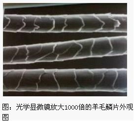 羊毛西装被虫蛀可以修复么,羊毛西服长霉点了怎么处理