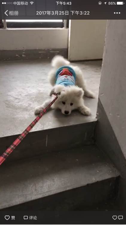 谨慎养猫有这6种坏处你能接受吗,养狗不要养萨摩耶