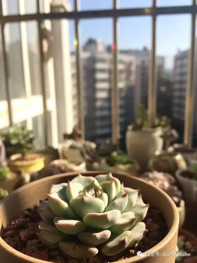春日阳光下的绿植,阳台上最好看的多肉