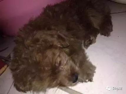 狗狗吃了耗子药肯定死吗,耗子药为啥毒不死耗子