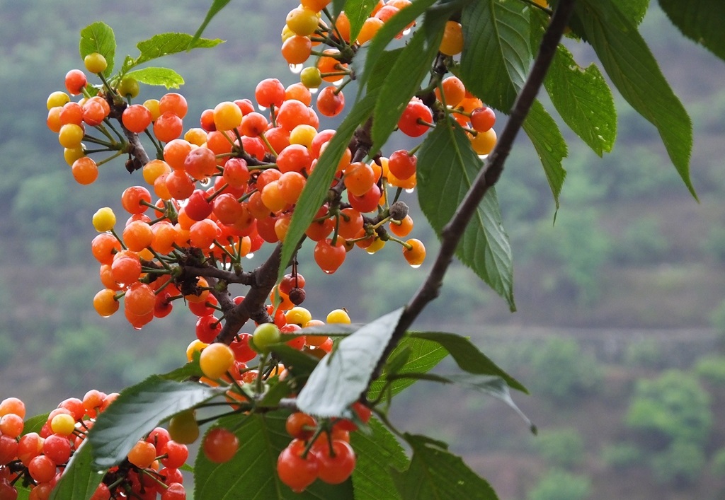 樱桃熟后怎么处理,樱桃熟了请您来品尝