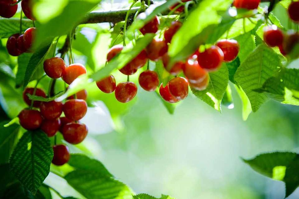 樱桃熟后怎么处理,樱桃熟了请您来品尝
