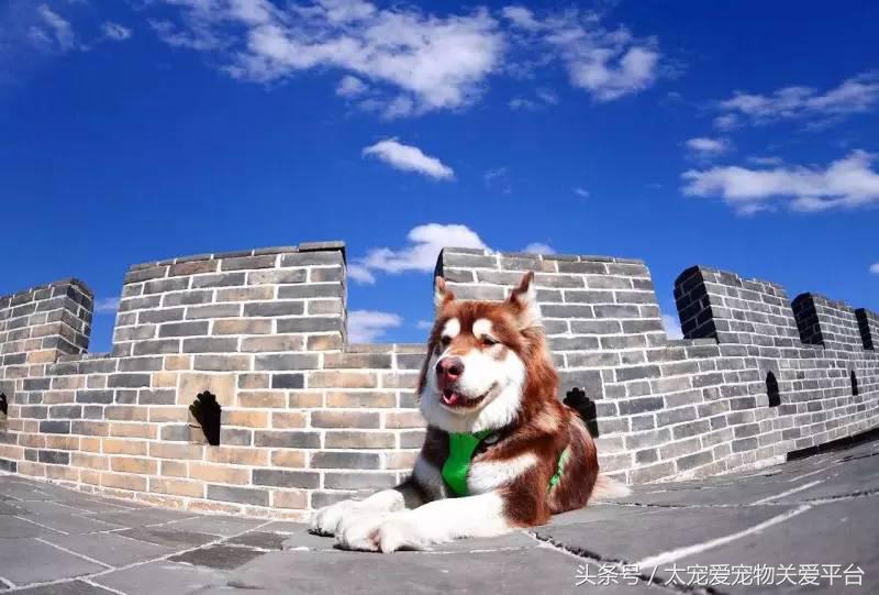 阿拉斯加犬活宠,一周照顾一次的宠物