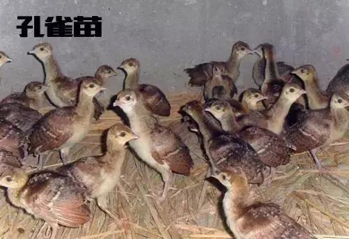买鸡苗是骗人的吗,买的鸡苗全是公鸡