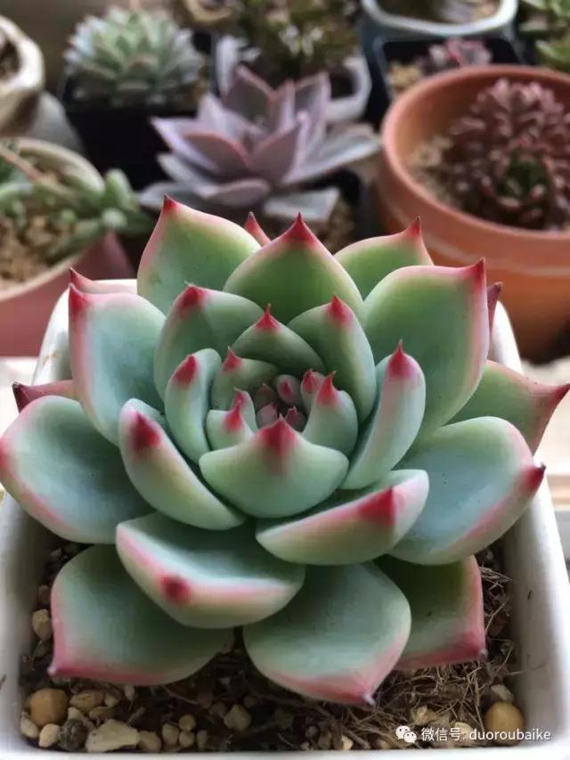 春日阳光下的绿植,阳台上最好看的多肉