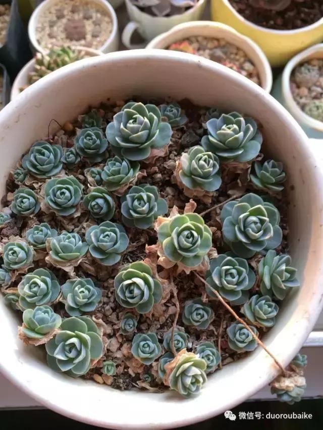 春日阳光下的绿植,阳台上最好看的多肉