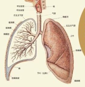 用哪些泡茶对心脏肝有好处,降压养肝护心脏茶