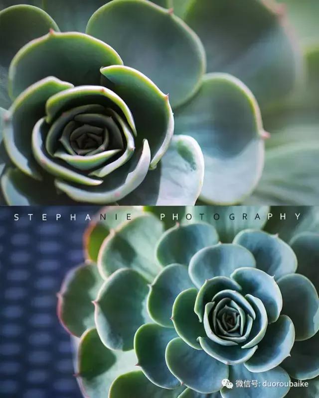 紫外线照射对植物的影响,紫外线光对植物生长的影响