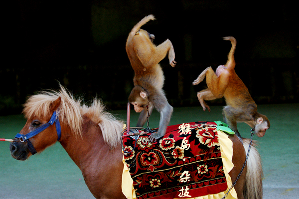 美猴王为什么叫弼马温,猴王当上弼马温的心得和感悟