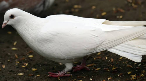 主播点评英雄强度,英雄强度排行榜第一期