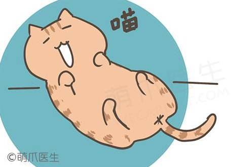 喵咪绝育后拉血,猫咪做绝育哭了