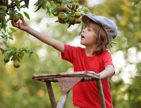 温哥华旅行超全攻略,15件事