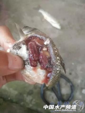 4月下旬小草鱼烂鳃、水霉、锚头蚤等常见疾病分析处理及预防