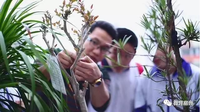 关乎数万家长，柳北区教育改革放大招