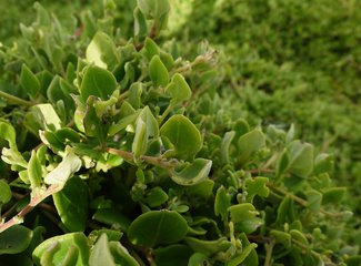 澳洲圣诞节的夏天,澳大利亚跨年夏天