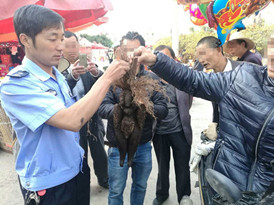 人形何首乌的照片,人形何首乌存在吗