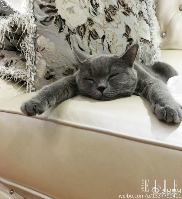 井柏然张若昀红毯,井柏然张若昀机场视频