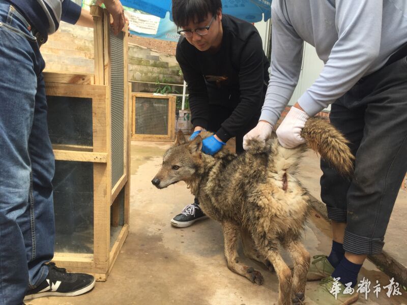 养鸟养鸭养狗养鸡,养鸟生态养殖