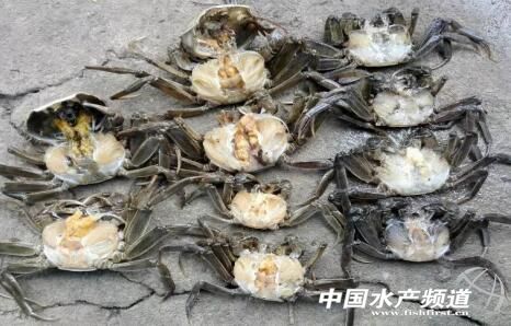 河蟹水瘪子有哪些表现,河蟹水瘪子病自动识别方法研究