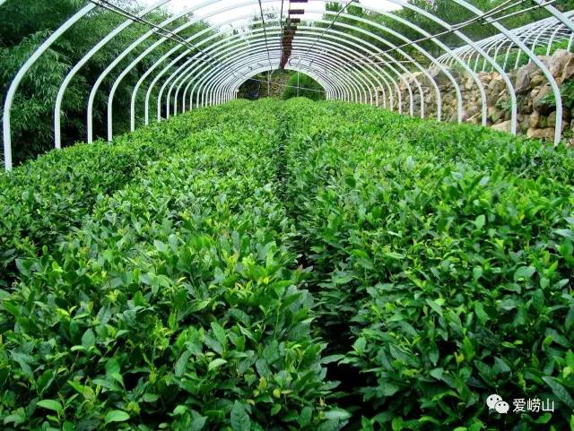 相约春天普洱生茶,青岛石老人景区观光园