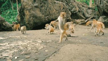 龙虎山最近发生了什么事件,广西南宁龙虎山事件真相视频