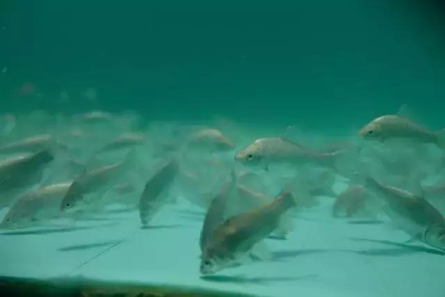 王超钓鲫鱼避小杂鱼技巧,化氏垂钓学院王超教官