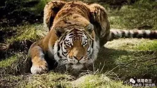 太极拳和心意把拳哪个更厉害,八卦掌比太极拳厉害