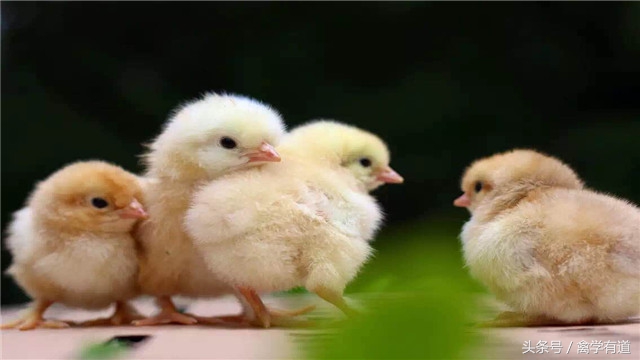 养鸡用小苏打用量多少不拉稀,养鸡小常识及方法