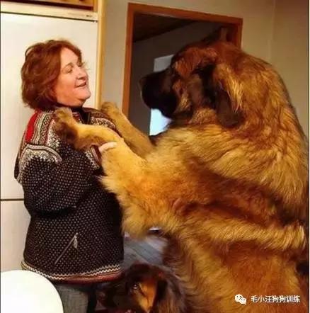 遛狗太气人句子,遛狗时被人骂怎么办