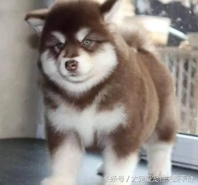 阿拉斯加犬活宠,一周照顾一次的宠物