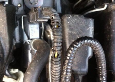 发动机舱进老鼠有什么风险,如何避免发动机舱进老鼠