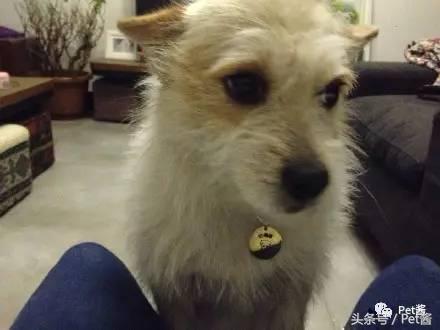 泰迪三千买的贵不贵,三千左右的贵泰迪