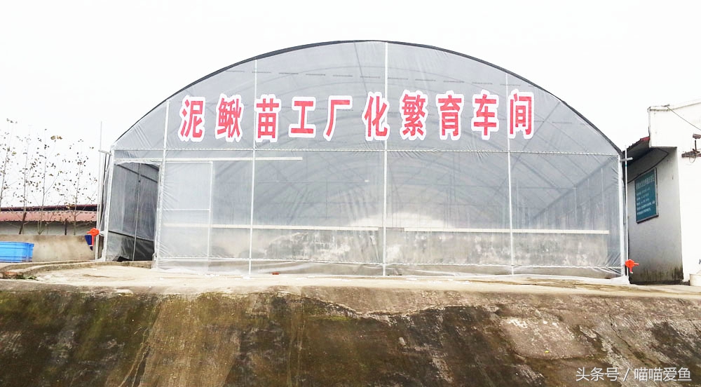 泥鳅人工繁殖打什么针,泥鳅的人工繁殖实验报告