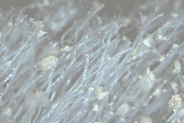 被子晒完太阳真的是螨虫的味道吗,晒过太阳的被子香味是螨虫尸体吗