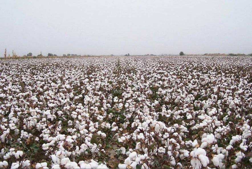 实录：*疆新**特产之一，一床棉花被的加工过程