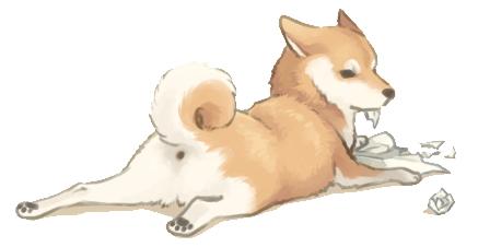 天气热宠物怎么样养好,天气热了宠物应该关注什么