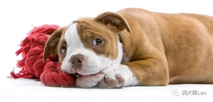 狗狗总是啃人怎么办,狗狗总是啃草怎么解决