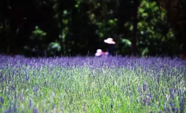 昆明踏青烧烤最佳攻略,昆明可以户外烧烤地方推荐