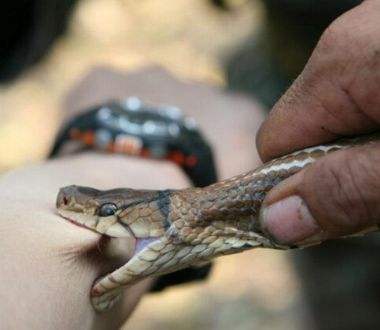 大家野外遇蛇一定要远离关注安全,野外遇到蛇应该站着不动还是跑