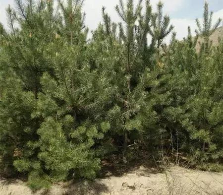 2016-2018年农产品市场需求,2024农产品市场数据分析报告