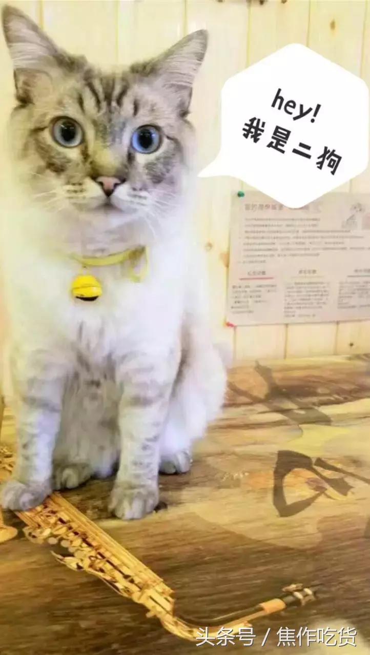 焦作推荐猫咖,焦作新区猫咖