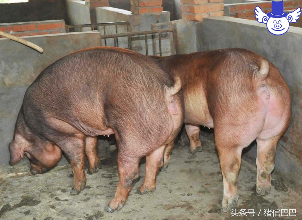 猪吃泔水中毒,泔水喂猪中毒