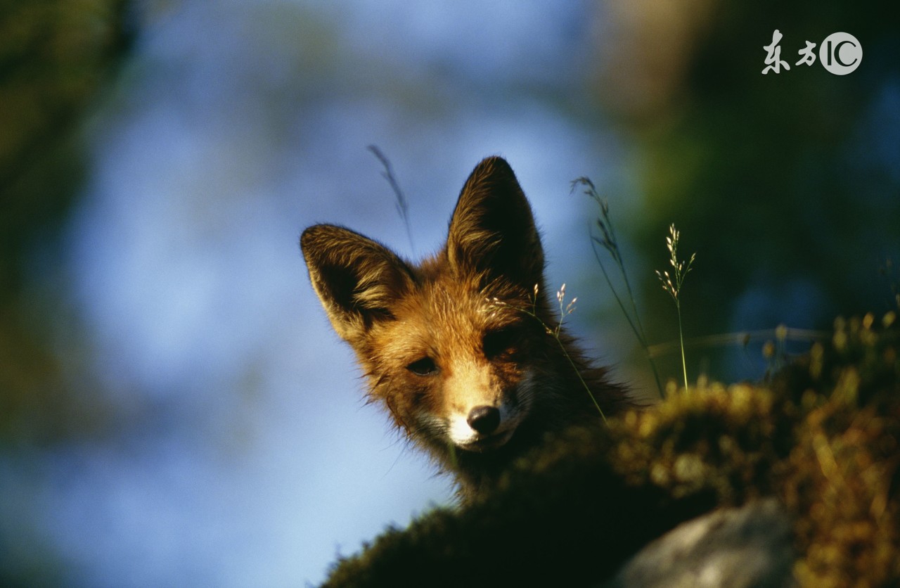 狐狸被猎人抓走的故事,小狐狸被猎人抓走的故事
